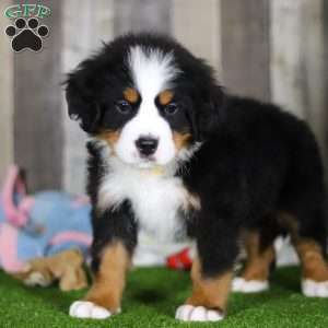 Chuck, Bernese Mountain Dog Puppy